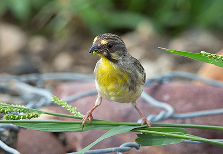 Lemon-breasted Canary male